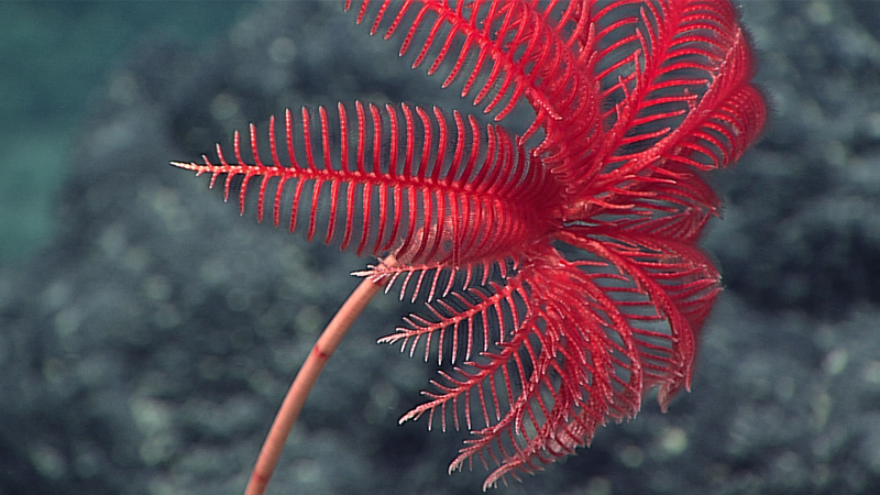 Image: NOAA Office of Ocean Exploration and Research, 2016 Deepwater Exploration of the Marianas.